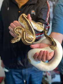 Krajta kralovska pied het albino - 7