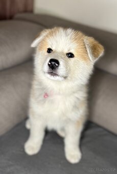 Štěňátka Akita Inu - 7