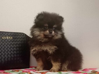 Pomeranian Mini Boo - Black And Tan Fenečka - 7