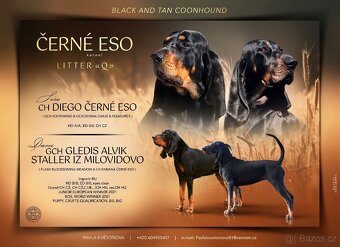 Black and Tan Coonhound s PP/ FCI - 7