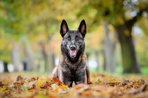 Belgický ovčák Malinois- štěňata s PP - 7