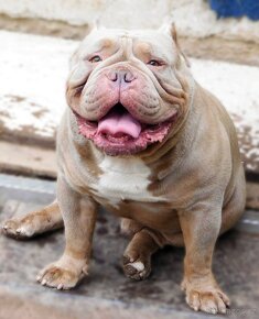 Štěňata American Bully Pocket Exotic -Top linie - 7