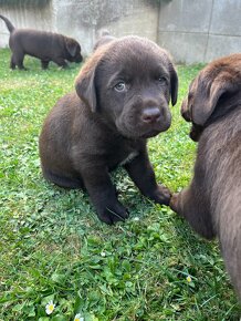 Čokoládová štěňata - labradorský retriever s PP - 7