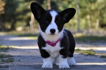 Welsh Corgi Cardigan FCI- krásná dívka - 7