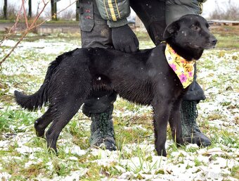 JULIA K ADOPCI - 2 ROKY, HODNÁ, KLIDNÁ, PŘÁTELSKÁ - 7