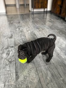 Shar-pei    - Šarpej šťěňátko 7 týdenní - 7