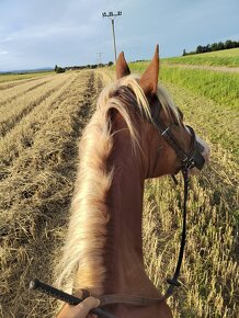 Welsh cob 4,5 roku - 7