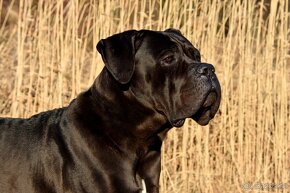 Cane Corso štěňátka  s PP - 7