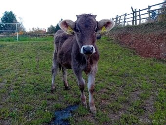 Jalovička nar. 2024 kříženka Brown Swiss - 7