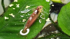 Kreveta Caridina Multidentata (Amano, Japonica) - 7