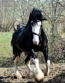 SHIRE HORSE hřebec (SHS) - 7