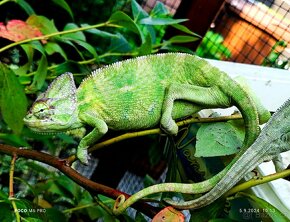 Chameleon jemenský - 7