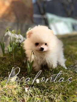 Mini Pomeranian Pomerian Pomik s PP holka - 7