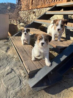 Jack Russell terier - stenata s prukazem puvodu - 7