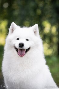 Samojed -  štěňátka s PP - 7