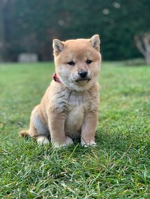 Shiba inu - 7