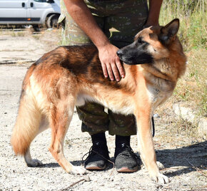 Tessar - akita inu x nemecký ovčák - 7