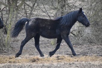 Černá dvouletá kobylka - 7