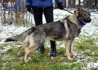 BOLEK K ADOPCI - 1 ROK, PŘÁTELSKÝ,KONTAKTNÍ,HRAVÝ - 7