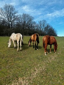 Roční tobiano klisna, 75% Paint Horse, luxusní povaha - 7