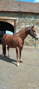 VALACH QUARTER  HORSE - 7