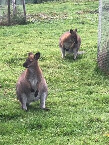 Prodám samečka klokana Bennettova Wallaby - 7