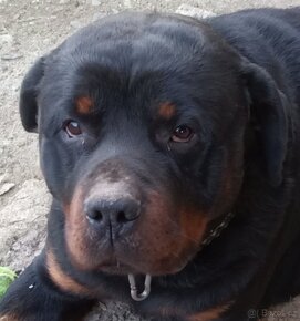 Rotvajler Rottweiler štěně - 7