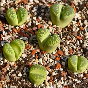 Lithops - 7