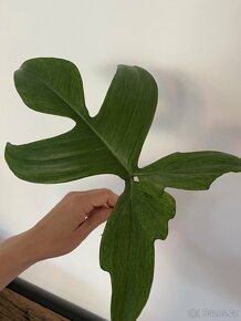 Philodendron florida ghost-řízek - 7