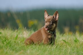 Australská kelpie - 7