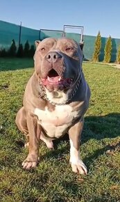 American bully xl - 7