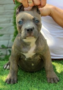 American bully - 7