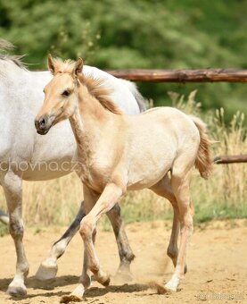 Lusitano klisna PSL 2 letá - 7