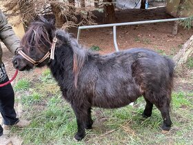 Shetland Pony 65 - 75 cm, lama Alpaka a jiné, JEN VOLAT - 7