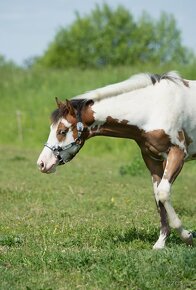 Paint horse, PH, APH hřebeček - 7