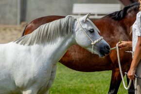 Užasná welsh mountain pony - 7