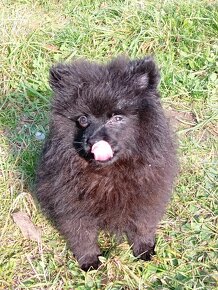 Pomeranian Krásná Černá Fenečka :) - 7