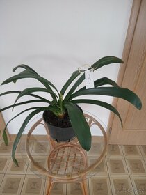 Monstera a  Klivie - Clivie - 7