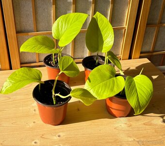 Epipremnum aureum Neon, Šplhavnice - 7