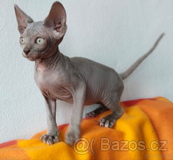 Sphynx kanadský koťata s pp - 7