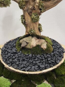 Mechova Bonsai - 7