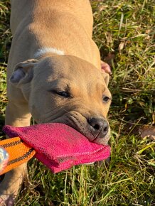 Apbt s PP , Americký pitbullterier ADBA - 7