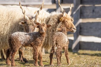 Cápova ovce - ovečky a beránci Hortobagy racka sheep - 7