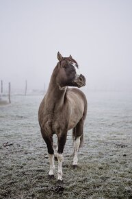 apha paint horse - 7