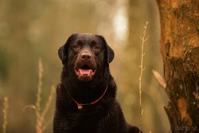 Labradorský retrívr s PP čokoládová štěňátka - 7