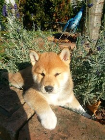 Shiba Inu s PP FCI - 7