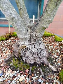 JAVOR AMURSKÝ (OHNIVÝ) - (ACER GINNALA) bonsai - 7