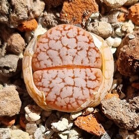 Lithops a Conophytum - 7