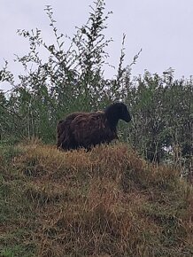 Ouessantské ovce jen 500Kč 2ks - 7