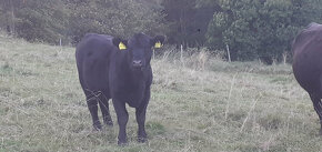 Prodám 4x jalovice aberdeen angus - 7